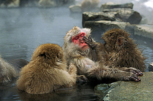 日本猕猴,雪猴,成年,湿透,北海道,岛屿,日本