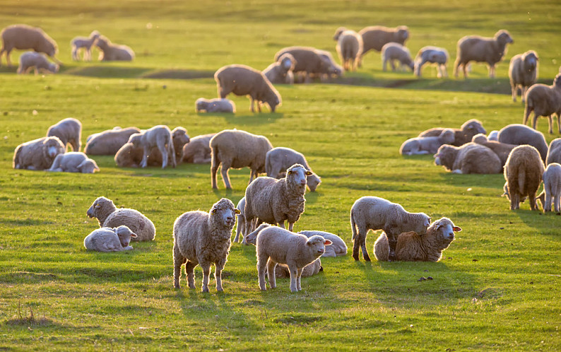 羊群图片_羊群高清图片_全景视觉