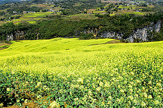 大峡谷油菜花风景