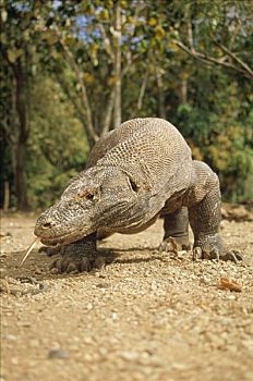 科摩多巨蜥,科摩多龙,大,看镜头,科莫多国家公园,科莫多岛,印度尼西亚