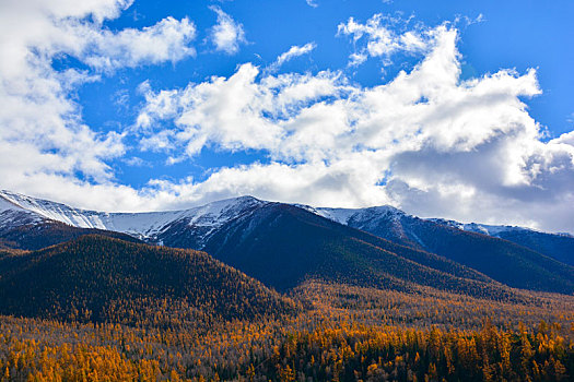 雪山,脚下,杨树