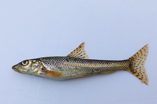 沙胡鲈子鱼标本