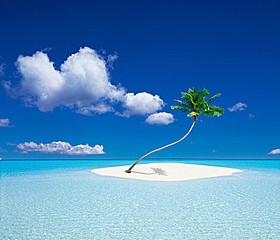 热带海岛,棕榈树
