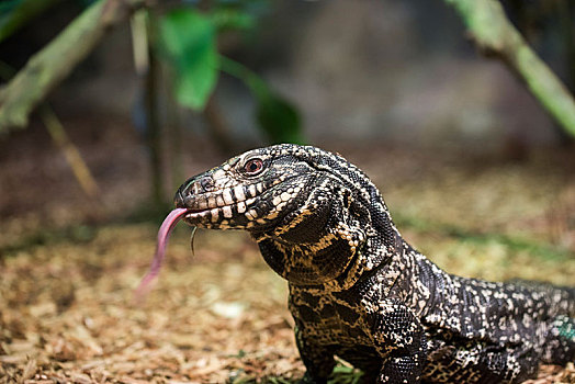 科摩多巨蜥,舌头,新加坡动物园