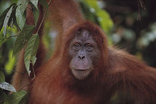 猩猩,黑猩猩,成年,肖像,濒危,苏门答腊岛