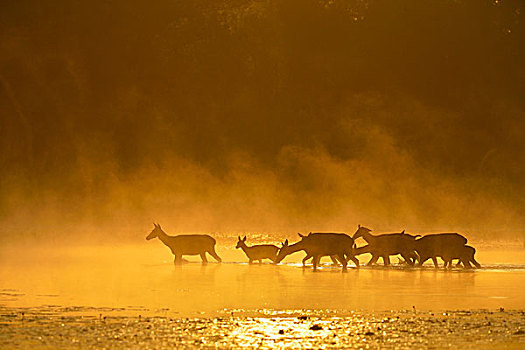 赤鹿,母鹿,晴朗,晨雾,走,水,多瑙河,下奥地利州,奥地利,欧洲