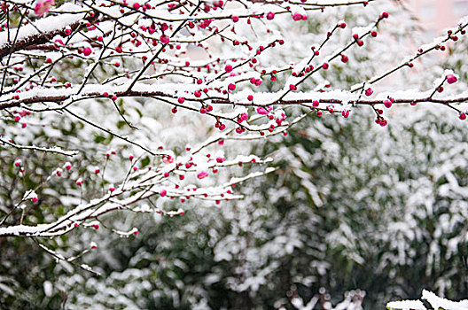 大雪中含苞待放的梅花