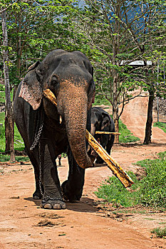 斯里兰卡,品纳维拉,大象孤儿院,大象,工作,木材,象属