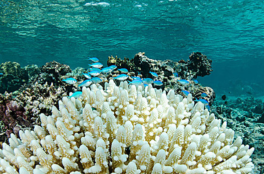 雀鲷,珊瑚,斐济