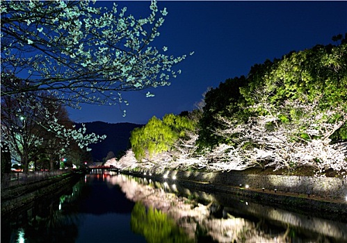 樱花,河,京都,夜晚