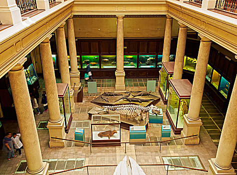 自然历史博物馆,室内,布宜诺斯艾利斯,省,阿根廷,南美
