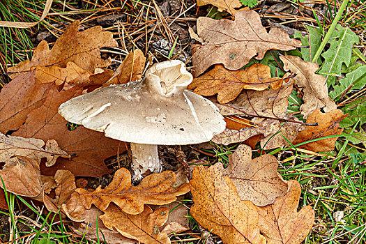 可食,秋天,蘑菇