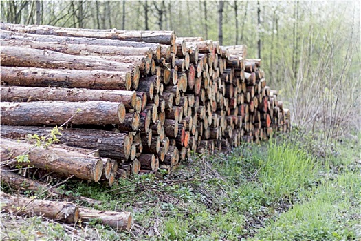 堆,木头,树林