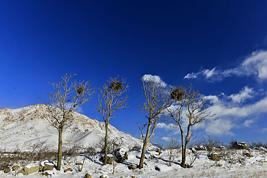 雪后