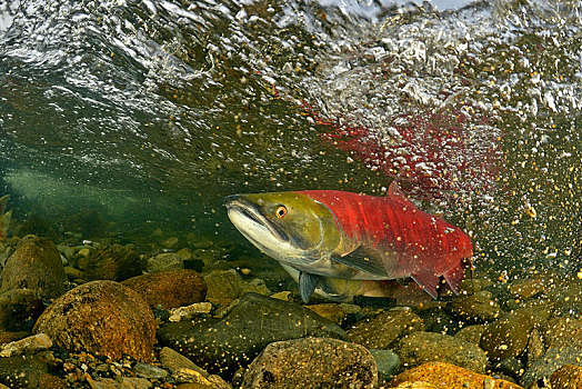 红大马哈鱼,红鲑鱼,亚当斯河,省立公园,不列颠哥伦比亚省,加拿大,北美