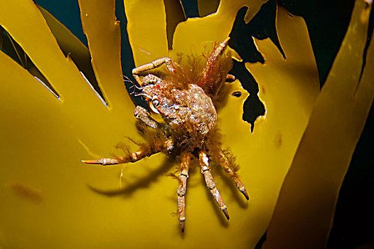 大蜘蛛蟹,俄罗斯,北极