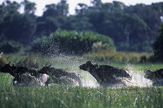 博茨瓦纳,奥卡万戈三角洲,南非水牛,牧群,沼泽