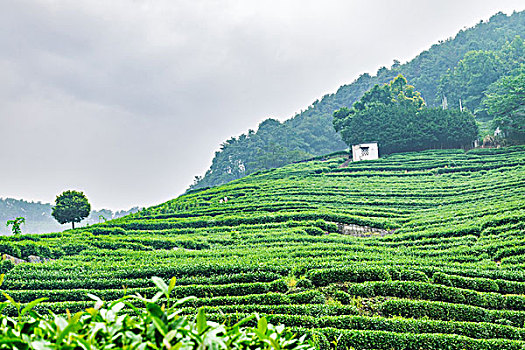 杭州狮峰山茶园