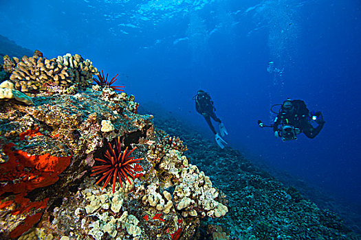 潜水,莫洛基尼岛,靠近,南,毛伊岛,夏威夷,美国