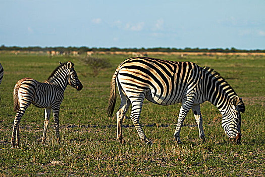 白氏斑马,马,斑马,博茨瓦纳,非洲