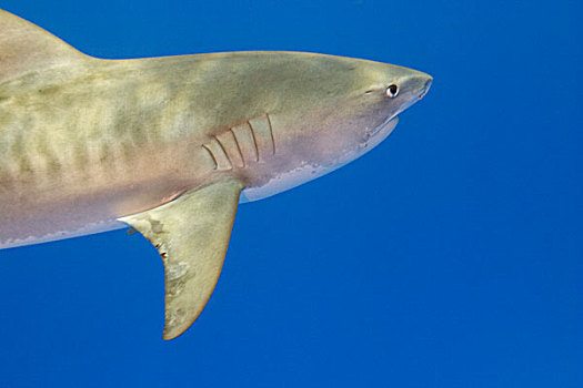 虎鲨,北方,巴哈马