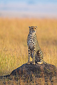 猎豹,猎豹猎豹,成人,寻找猎物,从,白蚁土墩,马赛玛拉国家保护区,肯尼亚,非洲