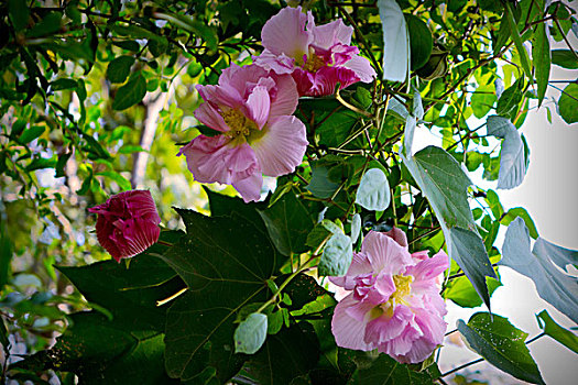 美艳的芙蓉花,木芙蓉,拒霜花,木莲,地芙蓉,华木