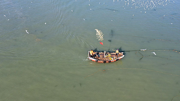 数千海鸥翱翔渔码头,构成人与自然和谐生态画卷