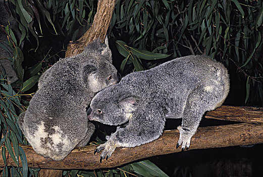 树袋熊,成年,站立,枝条,澳大利亚