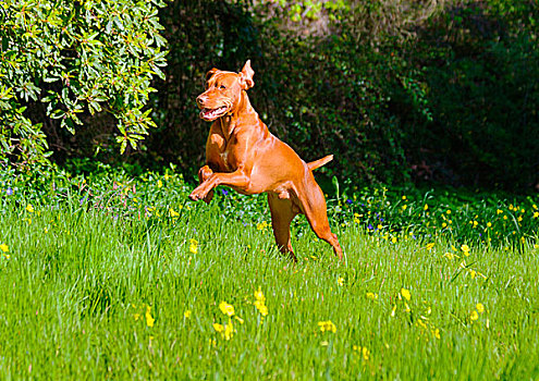 维希拉猎犬,跳跃,草