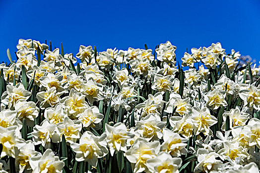 白色,水仙花,蓝天,瑞典