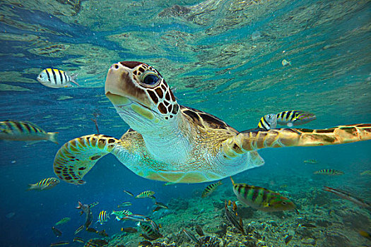 绿海龟,龟类,岛屿,菲律宾