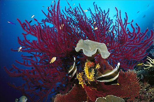 礁石,景色,两个,紫色,软珊瑚,所罗门群岛