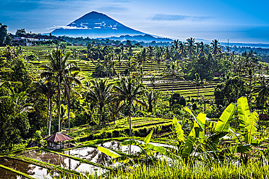 稻米梯田,背景,巴厘岛,印度尼西亚