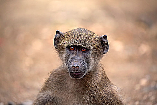 南非大狒狒,豚尾狒狒,小动物,动物,专注,克鲁格国家公园,南非,非洲