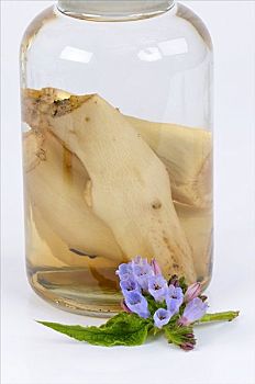 瓶装,紫草科植物,根部
