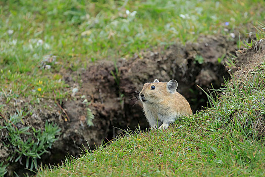 可爱的高原鼠兔