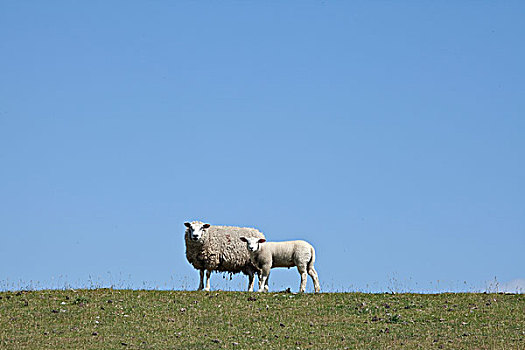 绵羊,北方,弗里斯兰省,石荷州,德国,欧洲