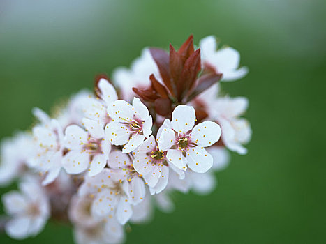 李子,花