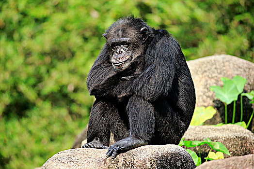 黑猩猩,鹪鹩,成年,雄性,坐,石头,放松,俘获,非洲