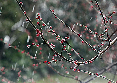 杭州,西湖,树木,树,树林,雪,水墨画,朦胧,仙境,冬天,平静,姿态,梅花,含苞,花骨朵,下雪