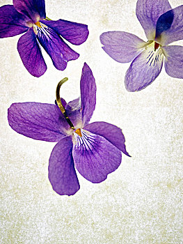 可爱,紫罗兰,香堇菜,花