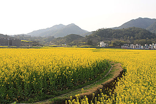 皖南油菜花风景