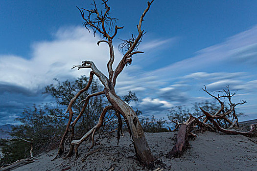 枯木,日落,沙丘,死亡谷国家公园,加利福尼亚,美国,树,自然,死谷