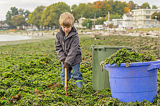 男孩,铲,海草,海滩,桶,拿,家,维多利亚,不列颠哥伦比亚省,加拿大