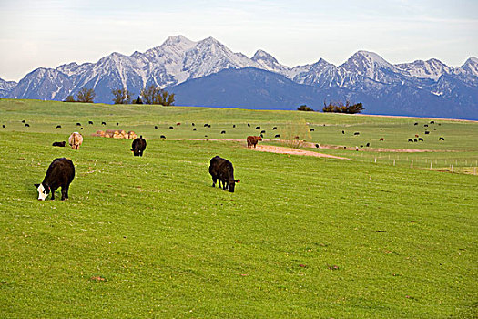 混合,牛肉,牧群,母牛,放牧,茂密,草场,山,背景,靠近,蒙大拿