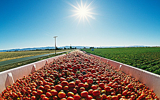 西红柿,加利福尼亚