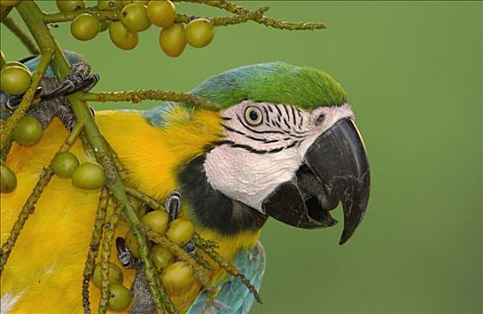 蓝黄金刚鹦鹉,黄蓝金刚鹦鹉,棕榈果,亚马逊雨林,南美