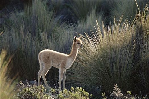 小羊驼,三个,星期,老,幼仔,母兽,潘帕伽勒拉斯国家保护区