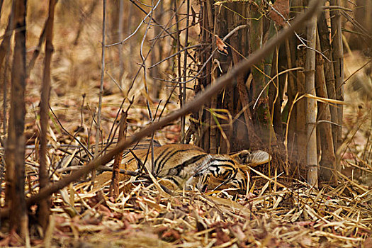 幼兽,一个,皇家,孟加拉虎,虎,自然保护区,印度